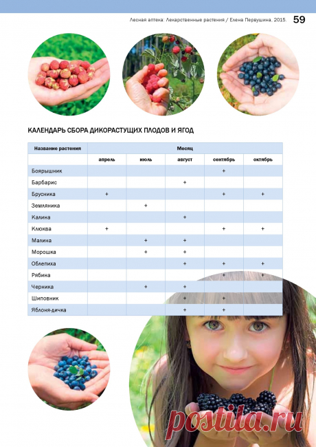 Календарь сбора дикорастущих плодов и ягод