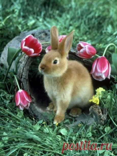 ❀ Beautiful Spring / Hopping Down The Bunny Trail on imgfave