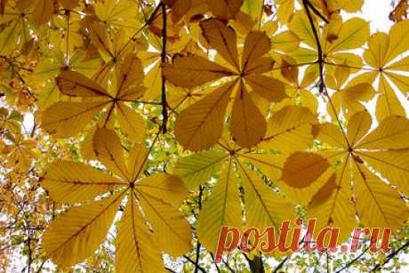 Яндекс.Коллекции