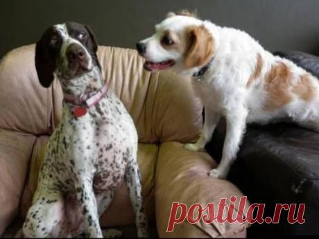 Картошку посадил?!