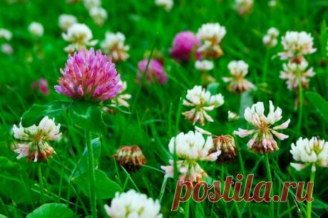 Какие продукты чистят сосуды: полезные рецепты