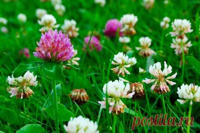 Какие продукты чистят сосуды: полезные рецепты