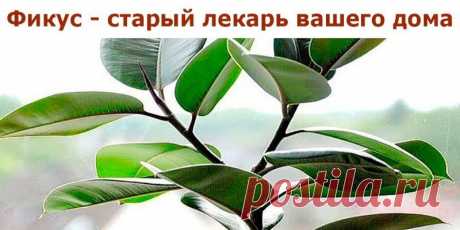 Фикус — старый лекарь вашего дома
Этому растению приписывают такие магические силы: плодовитость, защита, мудрость, медитация.Фикус также поглощает отрицательные эмоции, помогает решать затянувшиеся жизненные проблемы, очищает атмос…