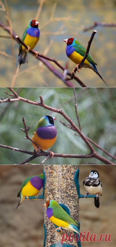 (+1) - Одна из самых ярких и красивых птиц - Гульдова амадина(ФОТО) | САМЫЙ СОК!