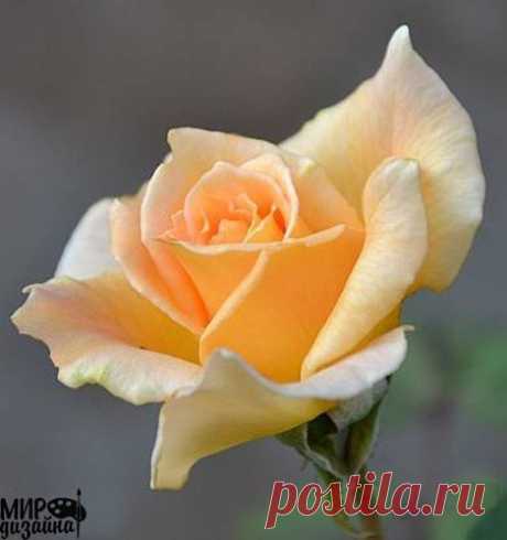 (1) Одноклассники