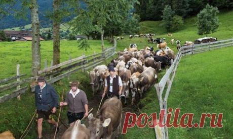 Füssen aktuell │ Die Pfrontar Viehscheid-Däg