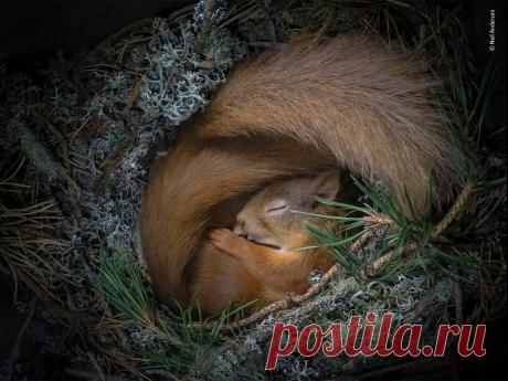 Названы победители конкурса Nature Photographer awards (фото) - Новости Mail.ru