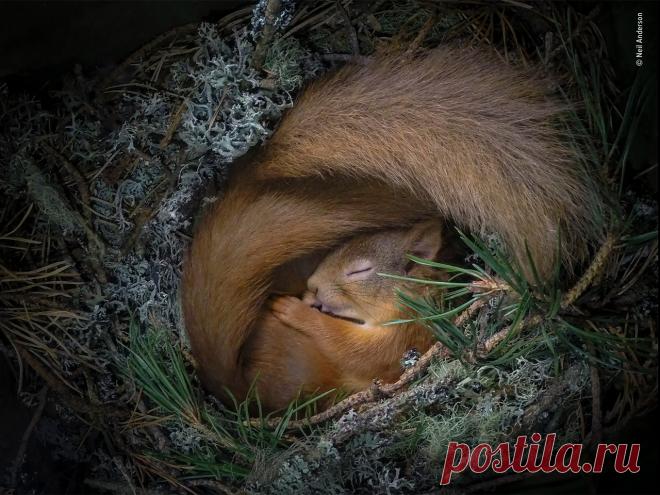 Названы победители конкурса Nature Photographer awards (фото) - Новости Mail.ru