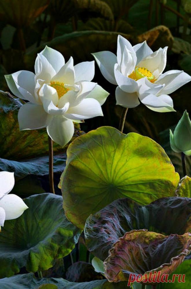 Пин на доске ЦВЕТЫ