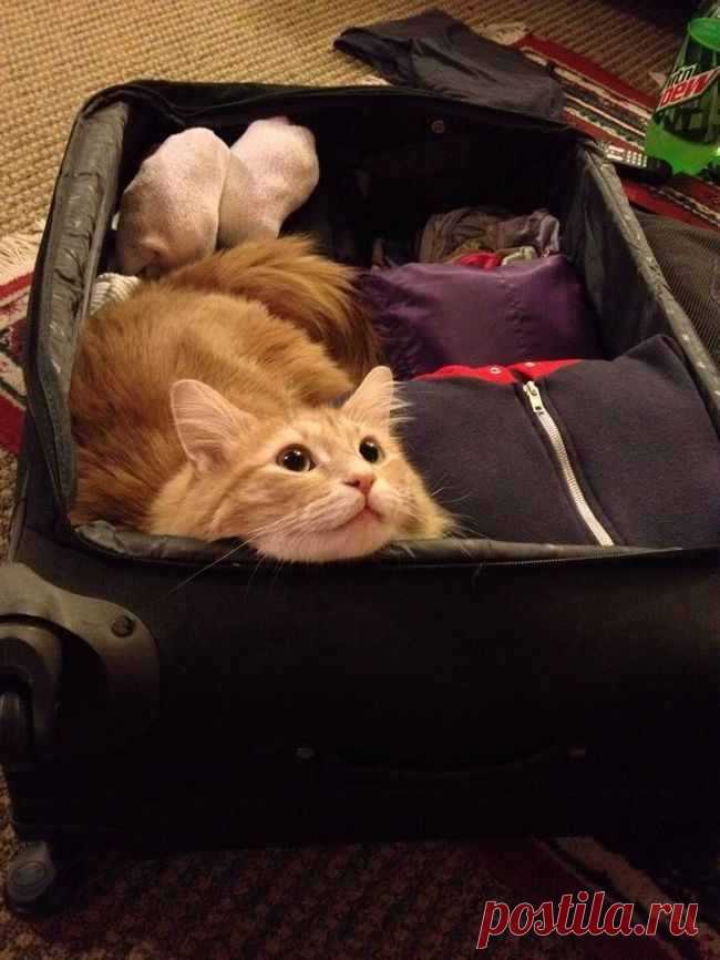 Если ты не возьмешь с собой фен, я помещаюсь.       20 животных, которые не верят, что мы собираемся уехать без них