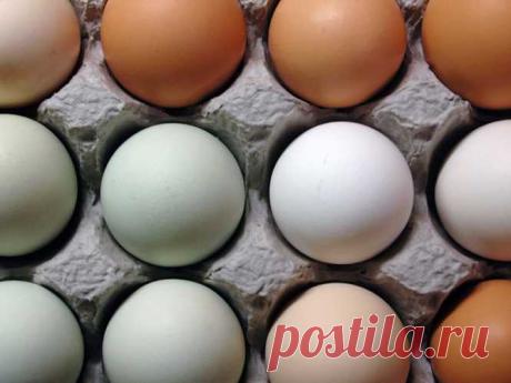 Почему вы продолжаете хранить яйца в холодильнике? — Journal women❜s