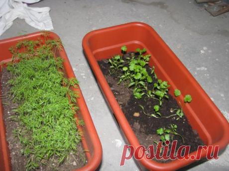 Как вырастить кинзу дома? — Талгар - городской портал