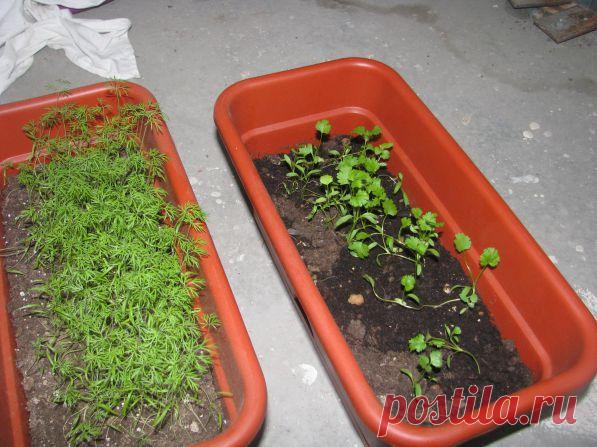 Как вырастить кинзу дома? — Талгар - городской портал