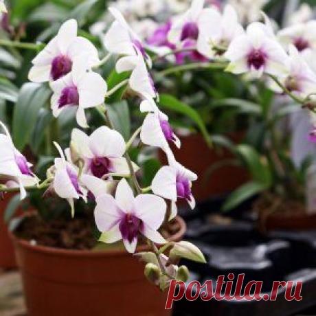 Календарь ухода за орхидеями