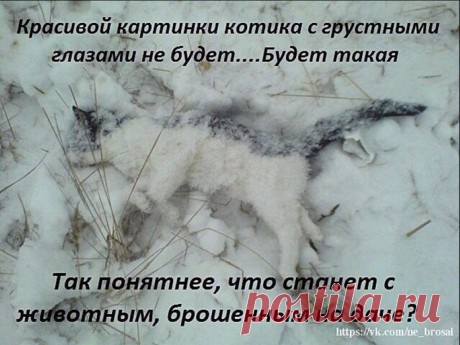 У стекла подвального окошка, 
на клочке дырявого тряпья, 
погибала от мороза кошка, 
серая, бездомная, ничья. 

Показать полностью…