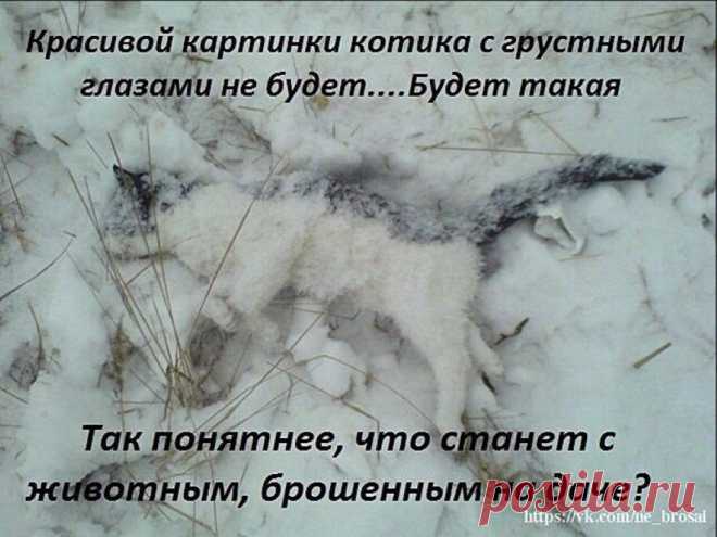 У стекла подвального окошка, 
на клочке дырявого тряпья, 
погибала от мороза кошка, 
серая, бездомная, ничья. 

Показать полностью…