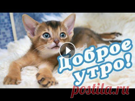 САМОЕ ДУШЕВНОЕ ПОЗДРАВЛЕНИЕ С ДОБРЫМ УТРОМ! Доброго, приятного, светлого и чудесного утра всем! Просто копируйте ссылку и отправляйте это видео поздра...