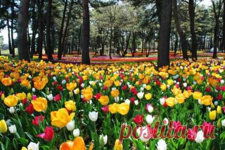 Времена года в японском национальном парке Хитачи