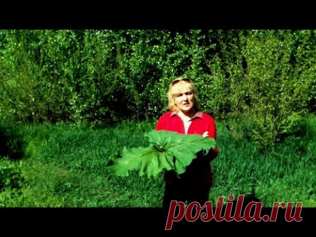 ЛОПУХ ЛЕЧИТ ВСЕ БЕЗ ИСКЛЮЧЕНИЯ ЗАБОЛЕВАНИЯ. ЭЛИКСИР ЗДОРОВЬЯ. НАРОДНАЯ МЕДИЦИНА.