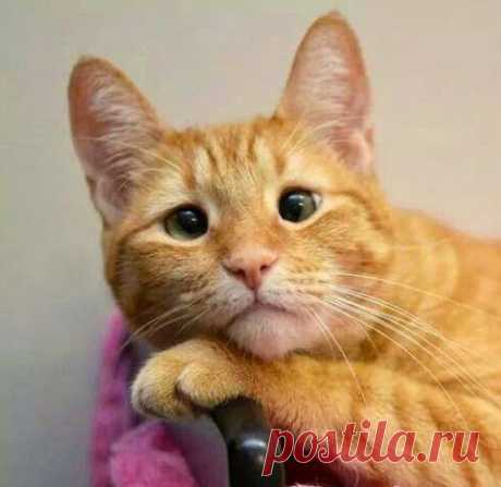 Today's Cutest Kitten
