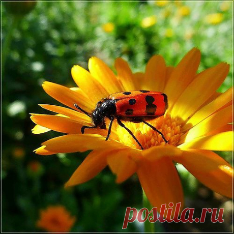 Полезные советы дачникам.