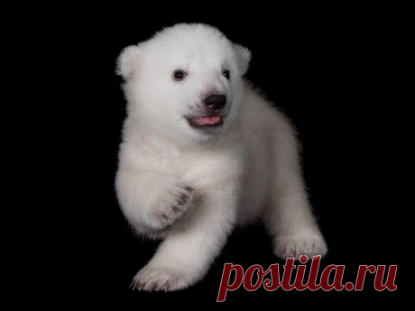 The Cutest Polar Bear Cub in the World - My Modern Met