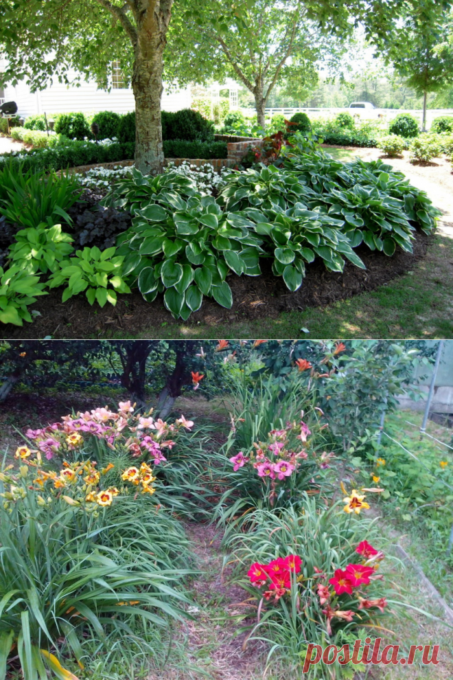 Какие цветы посадить в тени