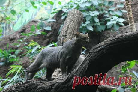 Музей исцеляющих кошек-фото №16