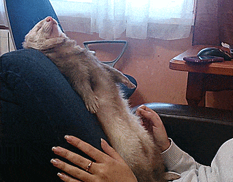 25 зверушек, которые с нетерпением ждут выходных, чтобы выспаться / Питомцы