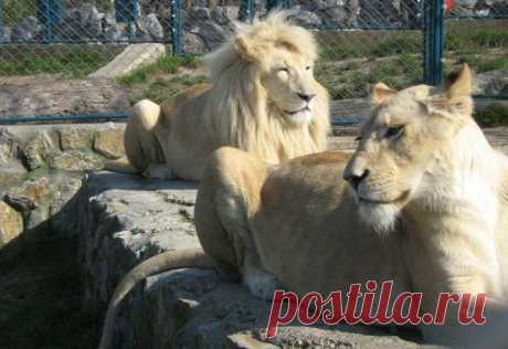 Белый лев – легенда африканских племен