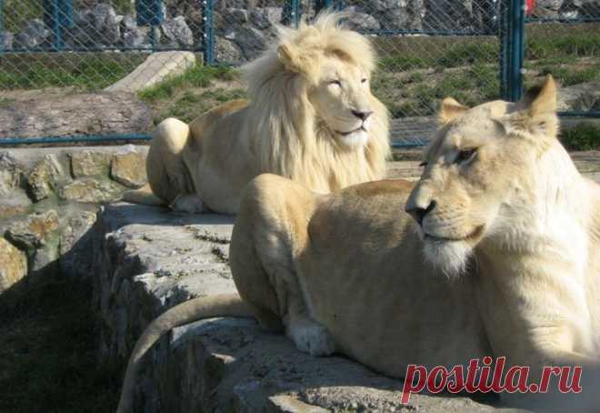 Белый лев – легенда африканских племен