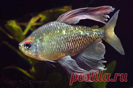 Тетра Бриллиантовая/Алмазная (Moenkhausia pittieri) | Аквариумные рыбки - содержание и разведение