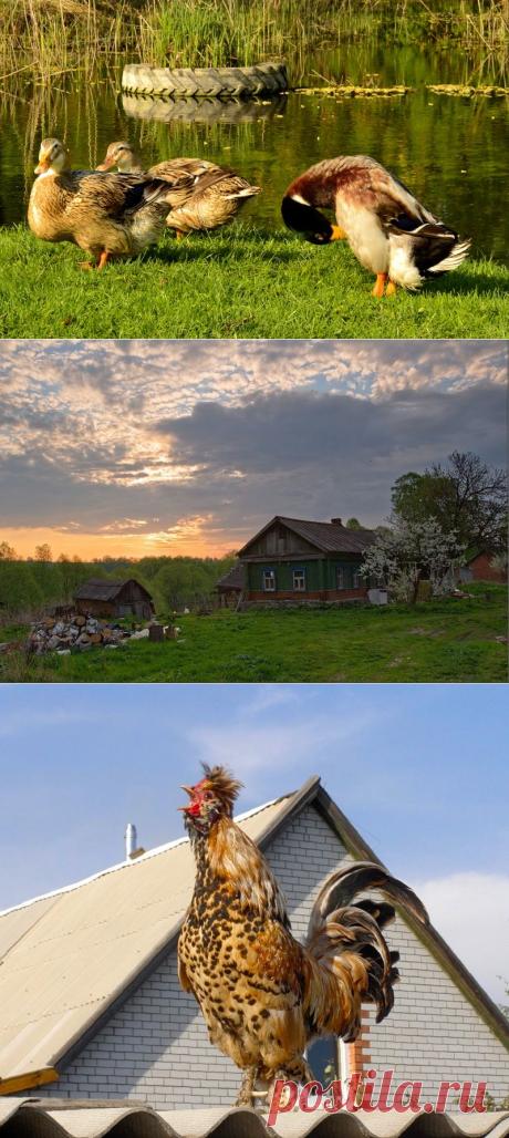 Деревенская жизнь.