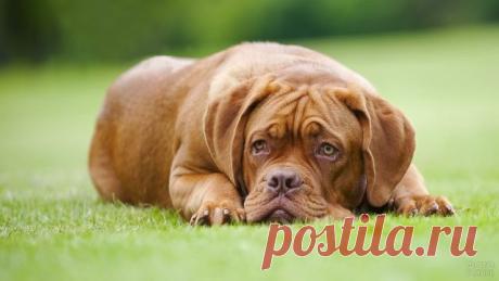 Дог (31 фото)