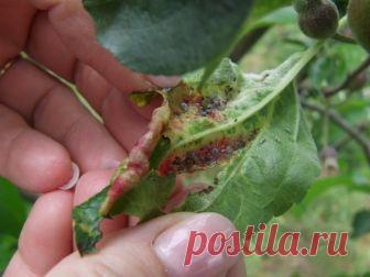 Почему скручиваются листья яблони? Основные причины, методы профилактики и борьбы. Фото — Ботаничка.ru