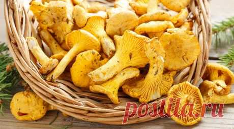 Как приготовить самые вкусные лисички. 7 рецептов и несколько хитростей