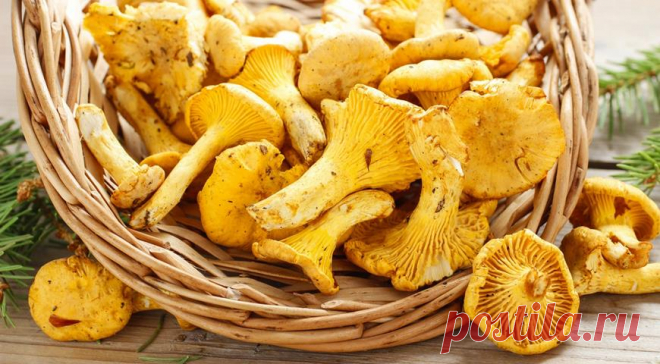 Как приготовить самые вкусные лисички. 7 рецептов и несколько хитростей
