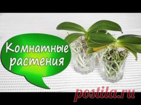 7. Орхидеи в стекле! Фаленопсис без коры/грунта. Отсаживаем детку. Убираем старые листья