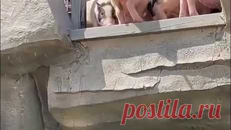 В ПРОШЛОЙ ЖИЗНИ ОНИ ТОЧНО БЫЛИ ЛЮДЬМИ))).mp4