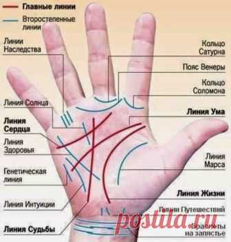 Линия жизни раздваивается на две ветви — что это значит