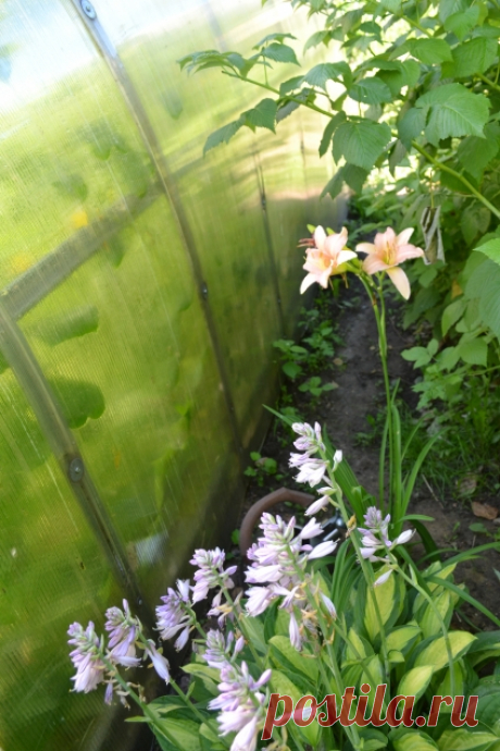 Эксперименты вокруг теплицы Недавно я писала про эксперименты внутри теплицы – как мы, методом проб и ошибок делаем себе удобную теплицу. У всех свои запросы и требования, поэтому и идеалы разные. Мы творим свой идеал :) Что у нас внутри – вы видели (спасибо всем за советы и рекомендации). А сейчас я хочу...