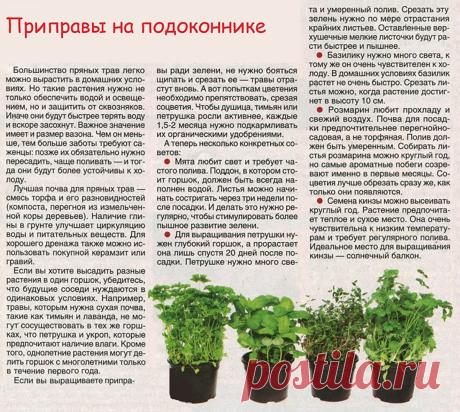 Приправы на подоконнике