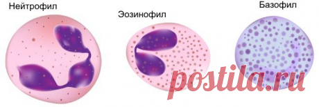 Что такое гранулоциты в анализе крови повышены