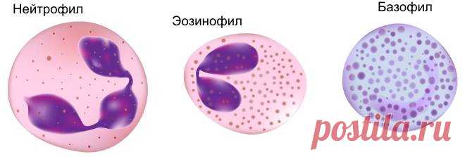 Что такое гранулоциты в анализе крови повышены