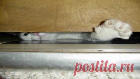 Когда не пускают в комнату=)