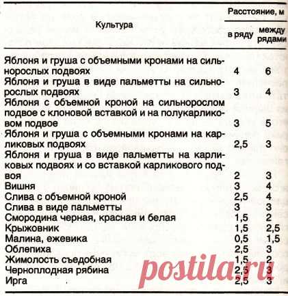 Посадка плодовых деревьев