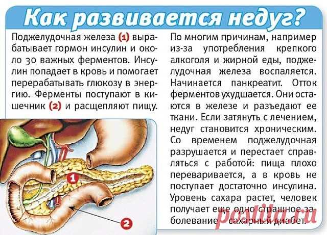 ЛЕЧЕНИЕ ПОДЖЕЛУДОЧНОЙ ЖЕЛЕЗЫ НАРОДНЫМИ МЕТОДАМИ 

То, чего не расскажет ни один врач!
Поджелудочная железа — один из важных внутренних органов 
человеческого тела, который отвечает за наше пищеварение. Сбой в работе поджелудочной чреват осложнениями и целым рядом заболеваний, таких как панкреатит или сахарный диабет. К счастью, есть прекрасные народные средства, которые помогают лечить этот орган не хуже лекарств. Если у тебя есть проблемы с этим важнейшим органом — наша с...