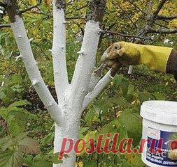 КАК ПРАВИЛЬНО УХАЖИВАТЬ ЗА ЯБЛОНЯМИ, ЧТОБЫ СОХРАНИТЬ И УВЕЛИЧИТЬ УРОЖАЙ ЯБЛОК.
 
Затяжная холодно-дождливая весна, традиционные уже заморозки сделали свое черное дело - яблок завязалось негусто. Хуже всего то, что этот жиденький урожай легко потерять. Но можно и наоборот - увеличить.
Поддерживающая терапия
В первую очередь надо «запустить корни» и кору яблонек. Все это сделать до примитивного просто. «Разогреваем кору» бороздованием. Прорезаем кору на ветвях и стволе вдоль до древесины одной ц