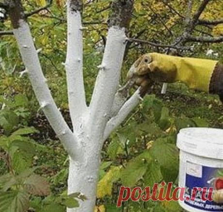 КАК ПРАВИЛЬНО УХАЖИВАТЬ ЗА ЯБЛОНЯМИ, ЧТОБЫ СОХРАНИТЬ И УВЕЛИЧИТЬ УРОЖАЙ ЯБЛОК.
 
Затяжная холодно-дождливая весна, традиционные уже заморозки сделали свое черное дело - яблок завязалось негусто. Хуже всего то, что этот жиденький урожай легко потерять. Но можно и наоборот - увеличить.
Поддерживающая терапия
В первую очередь надо «запустить корни» и кору яблонек. Все это сделать до примитивного просто. «Разогреваем кору» бороздованием. Прорезаем кору на ветвях и стволе вдоль до древесины одной ц