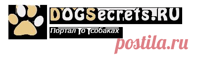 Одежда для той терьера: выкройки
